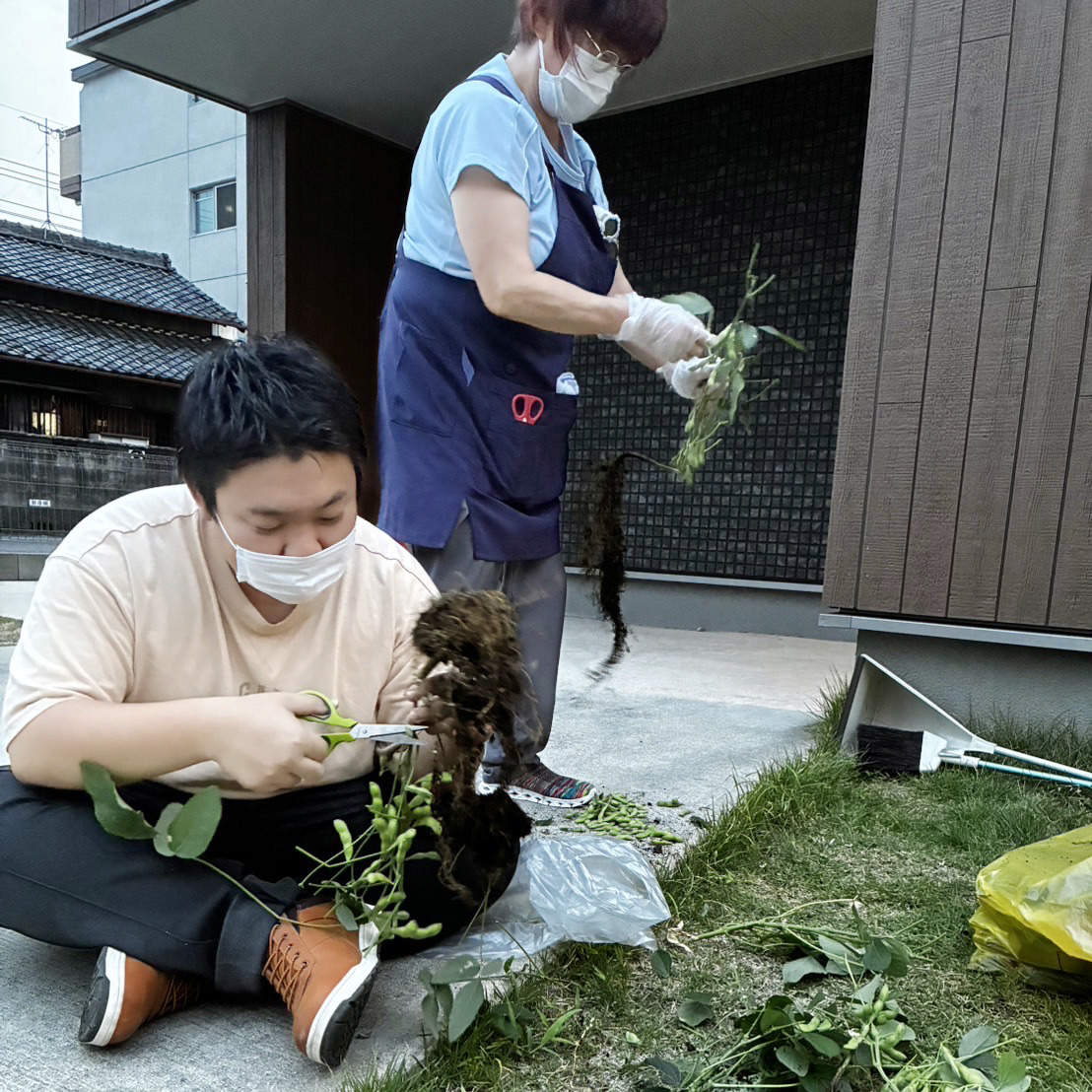 枝豆を収穫するナーシング和楽縁京命の施設長とスタッフ
