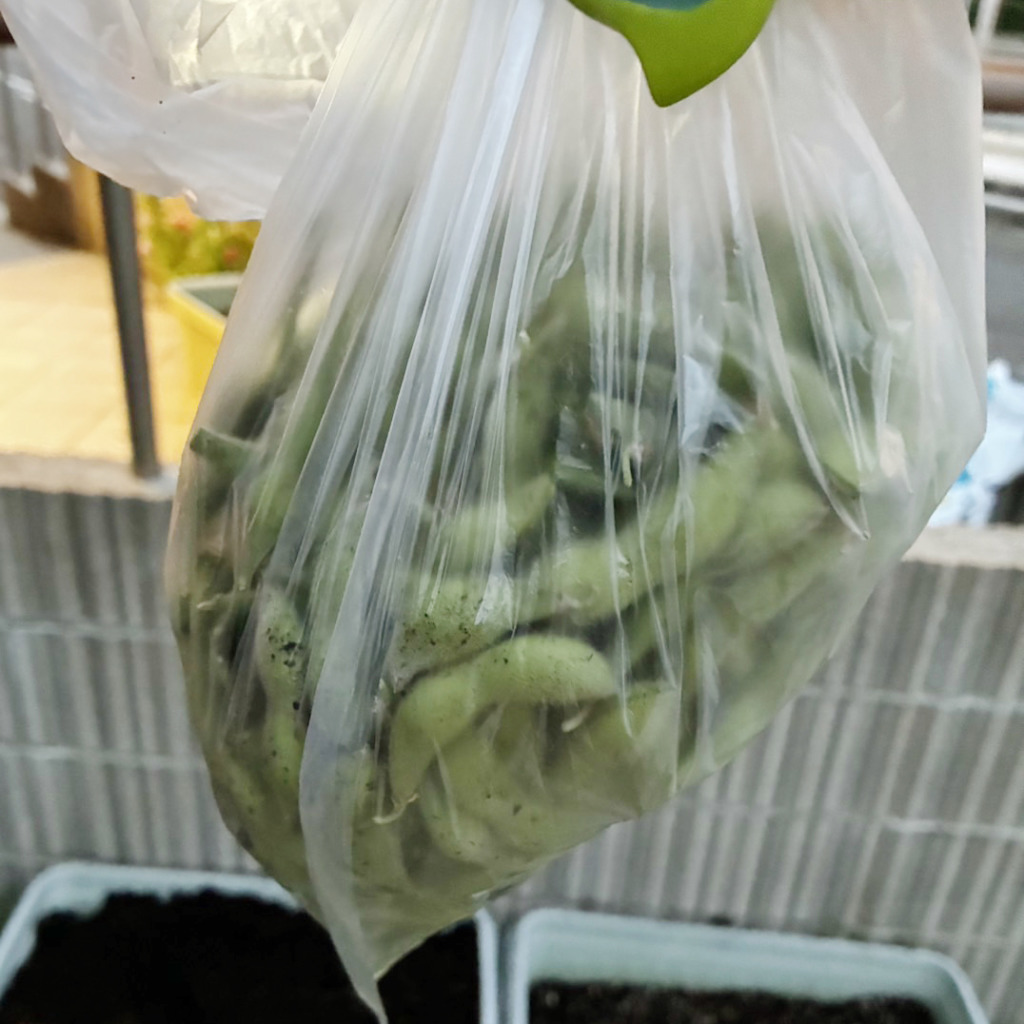 ナーシング和楽縁京命の家庭菜園で育てた枝豆