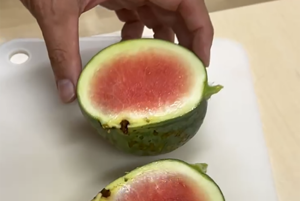 半分に切った小玉スイカ