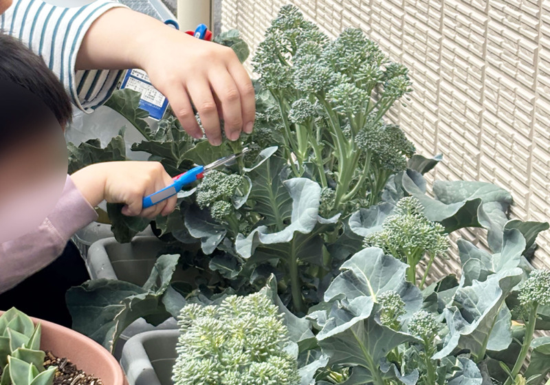 ブロッコリーを収穫
