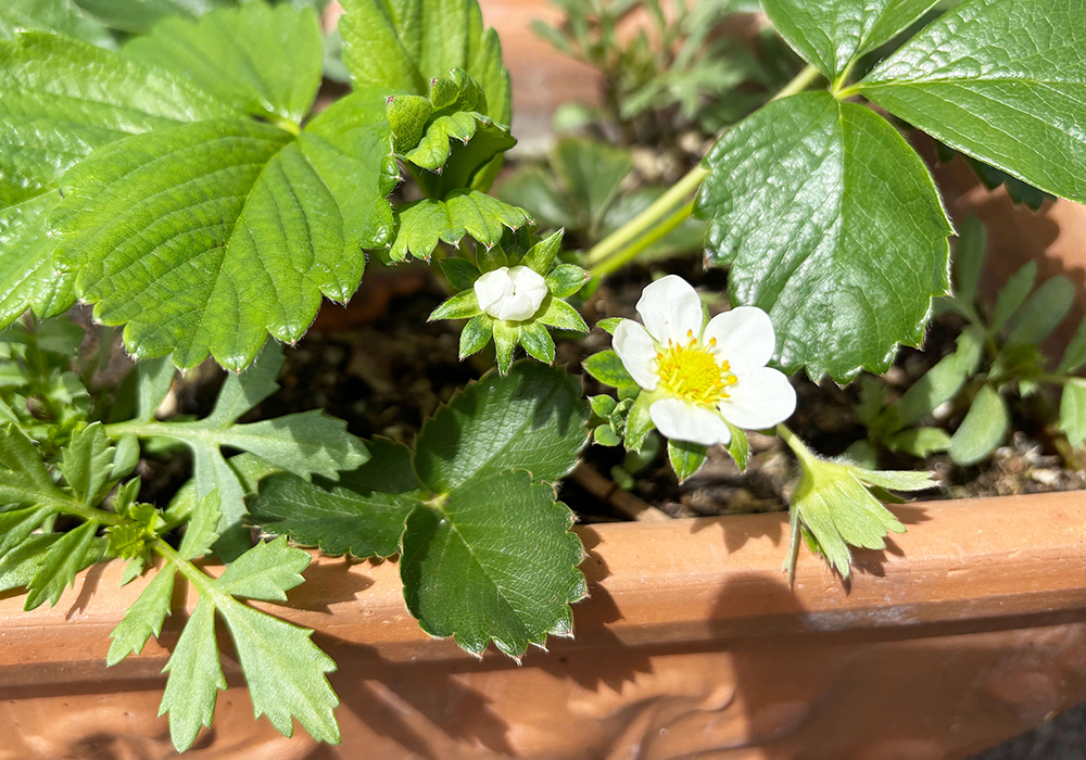 いちごの花