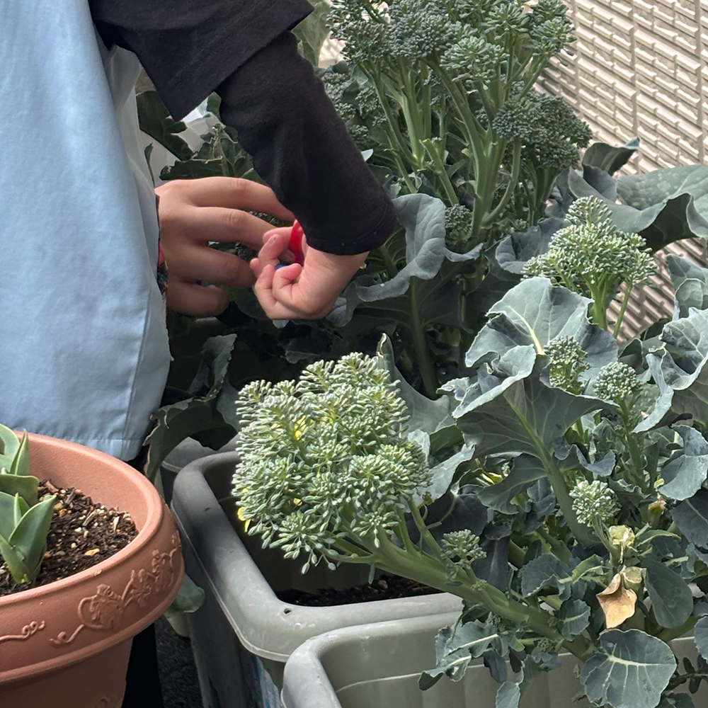 ブロッコリーを収穫