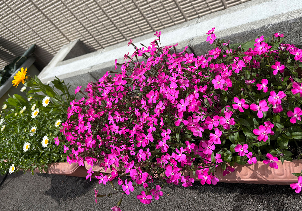 ピンクパンサー