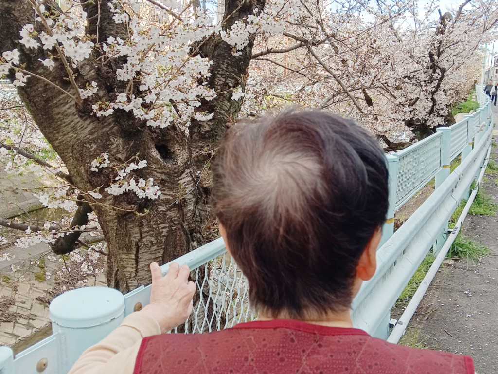 山崎川の桜を眺める入居者さま